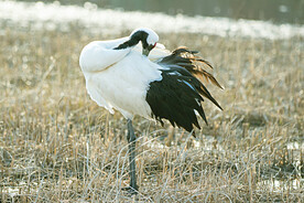 盐城丹顶鹤湿地