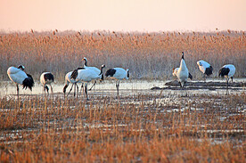 盐城丹顶鹤湿地