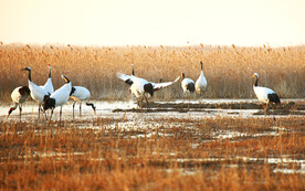盐城丹顶鹤湿地