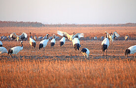 盐城丹顶鹤湿地
