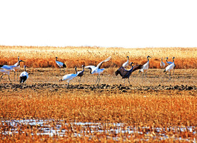 盐城丹顶鹤湿地