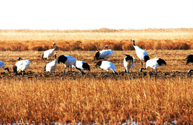盐城丹顶鹤湿地