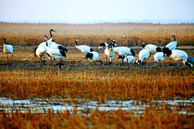 盐城丹顶鹤湿地