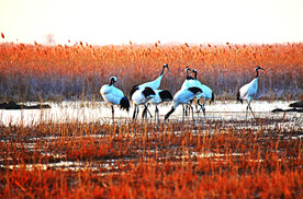 盐城丹顶鹤湿地