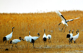 盐城丹顶鹤湿地