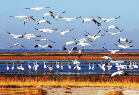 盐城丹顶鹤湿地