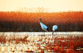 盐城丹顶鹤湿地