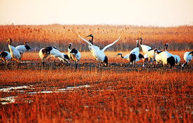 盐城丹顶鹤湿地