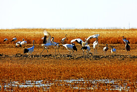 盐城丹顶鹤湿地