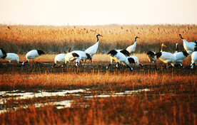 盐城丹顶鹤湿地