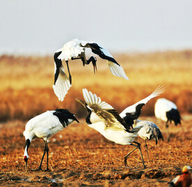 盐城丹顶鹤湿地