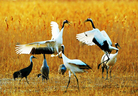 盐城丹顶鹤湿地