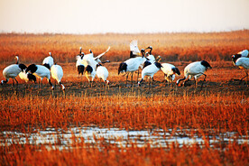 盐城丹顶鹤湿地