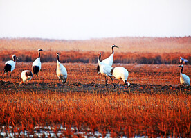 盐城丹顶鹤湿地