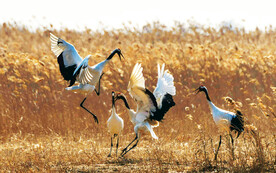 盐城丹顶鹤湿地