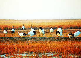 盐城丹顶鹤湿地