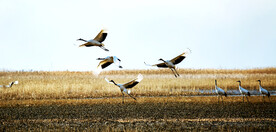 盐城丹顶鹤湿地