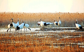 盐城丹顶鹤湿地