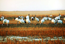盐城丹顶鹤湿地