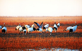 盐城丹顶鹤湿地