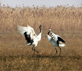 盐城丹顶鹤湿地