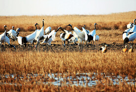 盐城丹顶鹤湿地