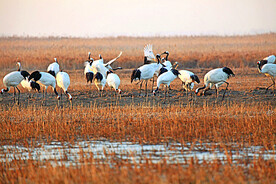 盐城丹顶鹤湿地