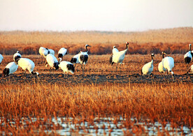 盐城丹顶鹤湿地