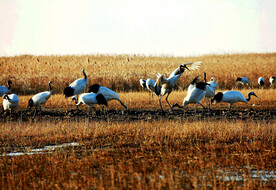盐城丹顶鹤湿地