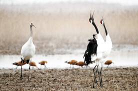 盐城丹顶鹤湿地