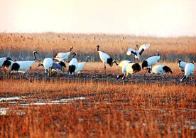 盐城丹顶鹤湿地