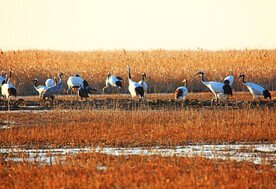 盐城丹顶鹤湿地