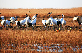 盐城丹顶鹤湿地