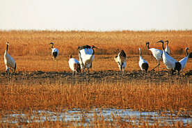 盐城丹顶鹤湿地