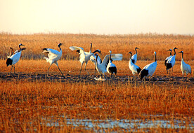 盐城丹顶鹤湿地