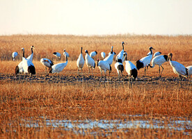 盐城丹顶鹤湿地
