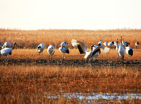 盐城丹顶鹤湿地