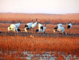 盐城丹顶鹤湿地