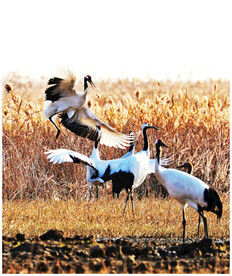 盐城丹顶鹤湿地