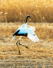 盐城丹顶鹤湿地