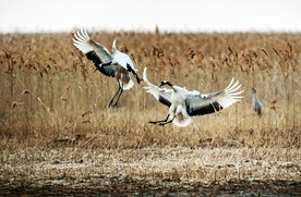 盐城丹顶鹤湿地