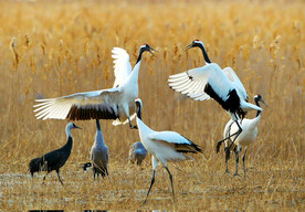 盐城丹顶鹤湿地