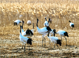 盐城丹顶鹤湿地