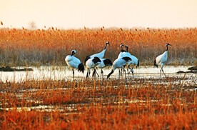 盐城丹顶鹤湿地