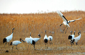盐城丹顶鹤湿地