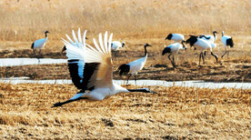 盐城丹顶鹤湿地