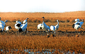 盐城丹顶鹤湿地