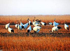 盐城丹顶鹤湿地