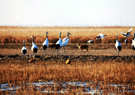盐城丹顶鹤湿地