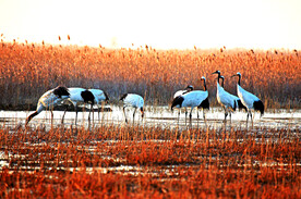 盐城丹顶鹤湿地